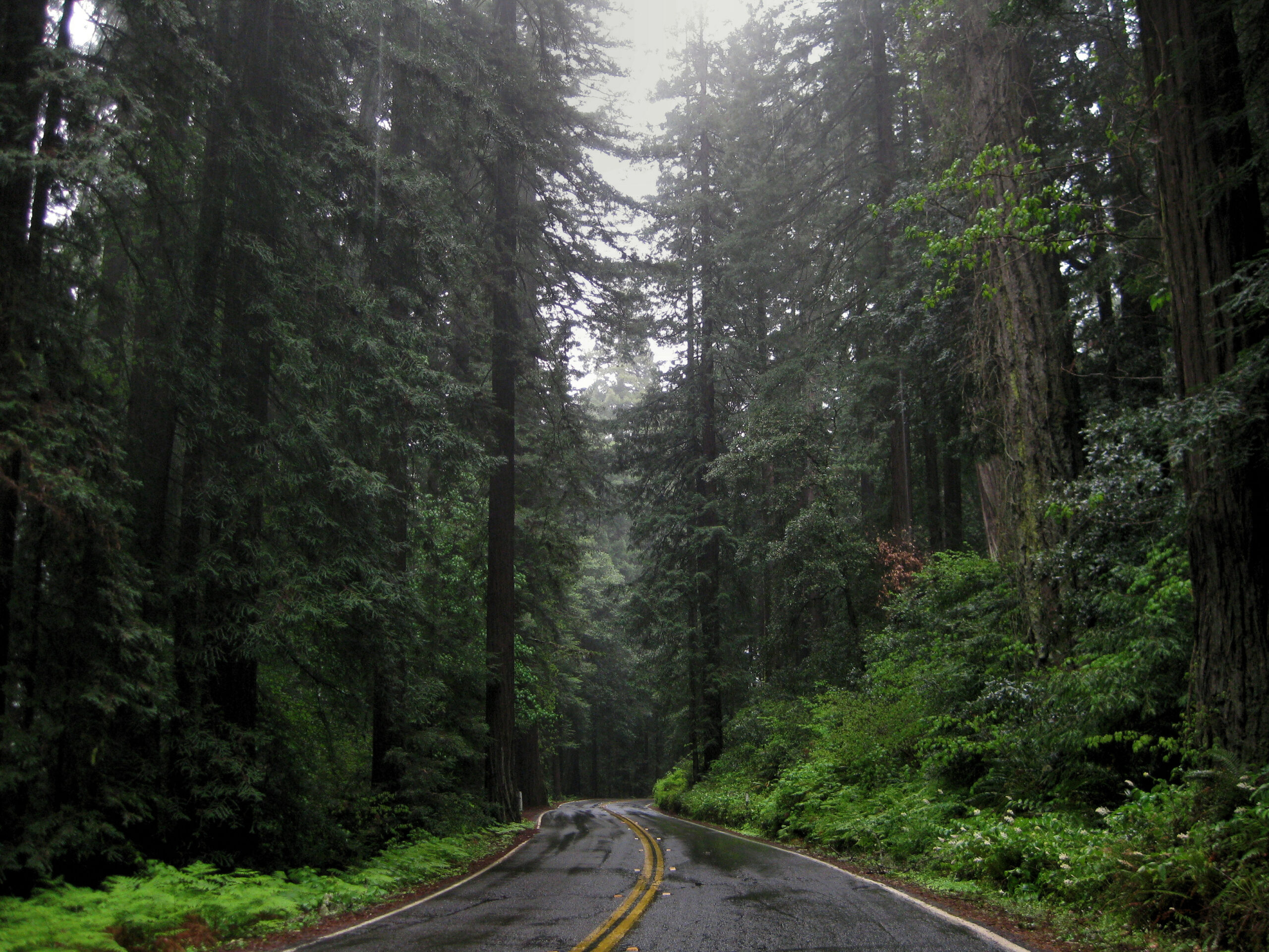 Pacific Coast Highway snakes through a Redwood forest in northern California.