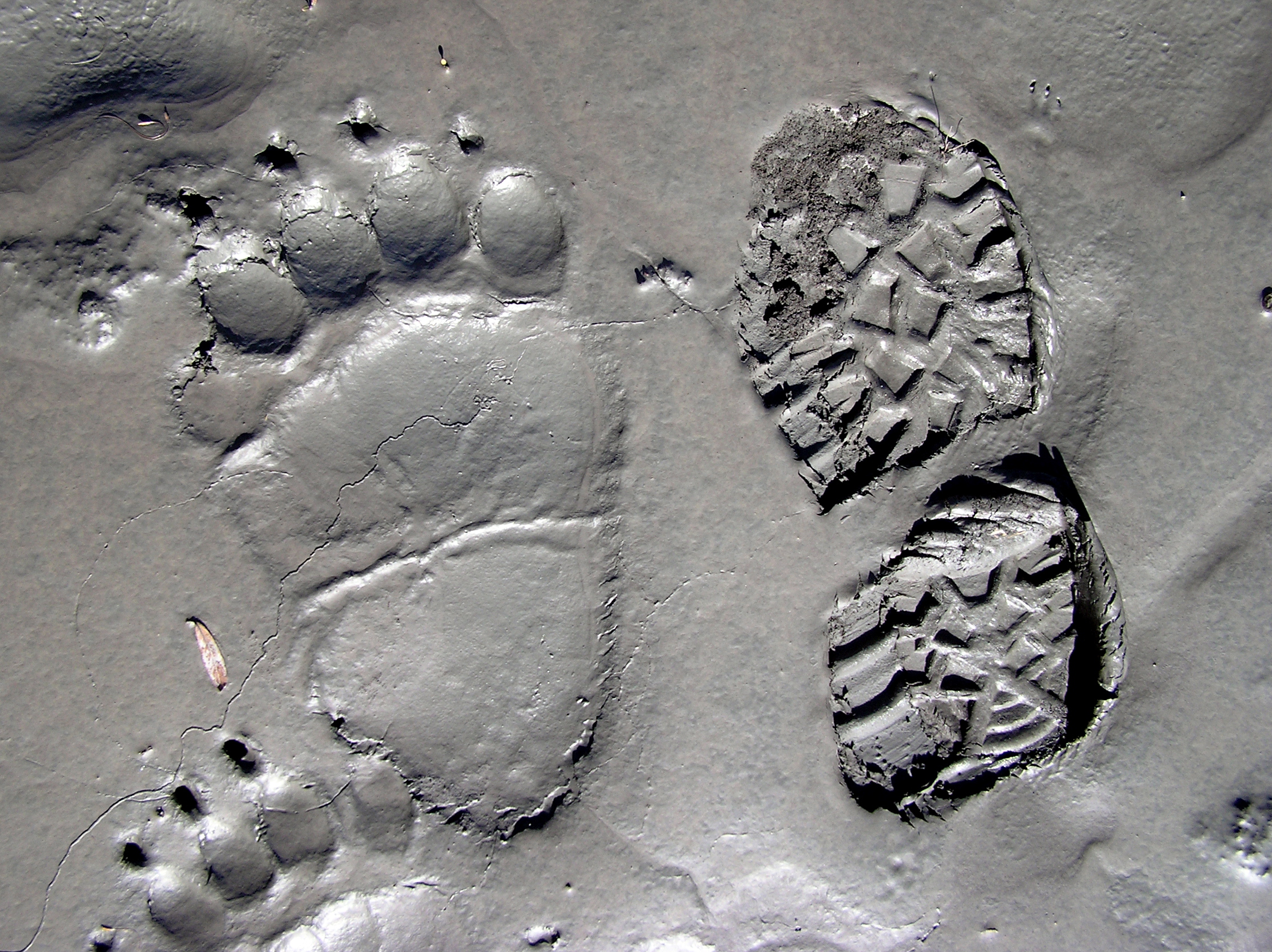 A grizzly bear's foot imprint sits next to Brian's hiking boot imprint in muddy clay near a Denali riverbed.