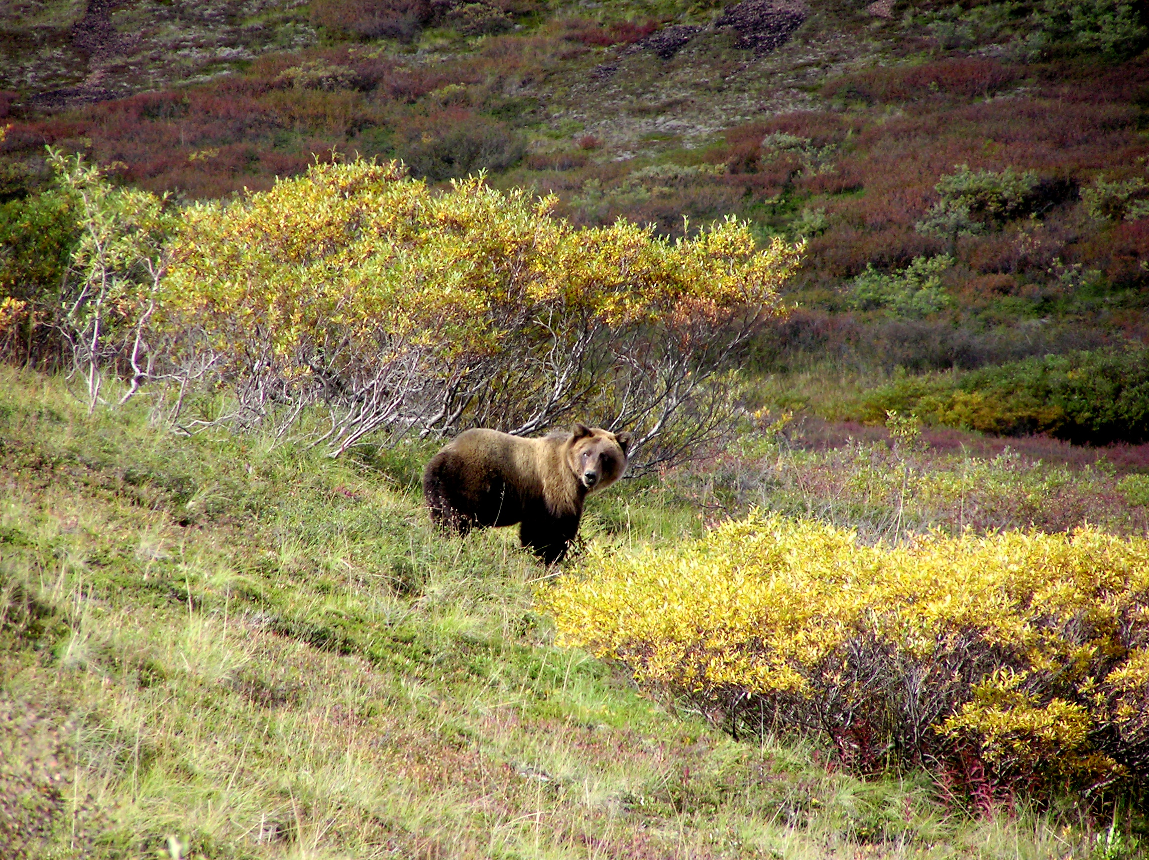 A Denali grizzly bear stands near the Park road. (photo by Brian Leukart)