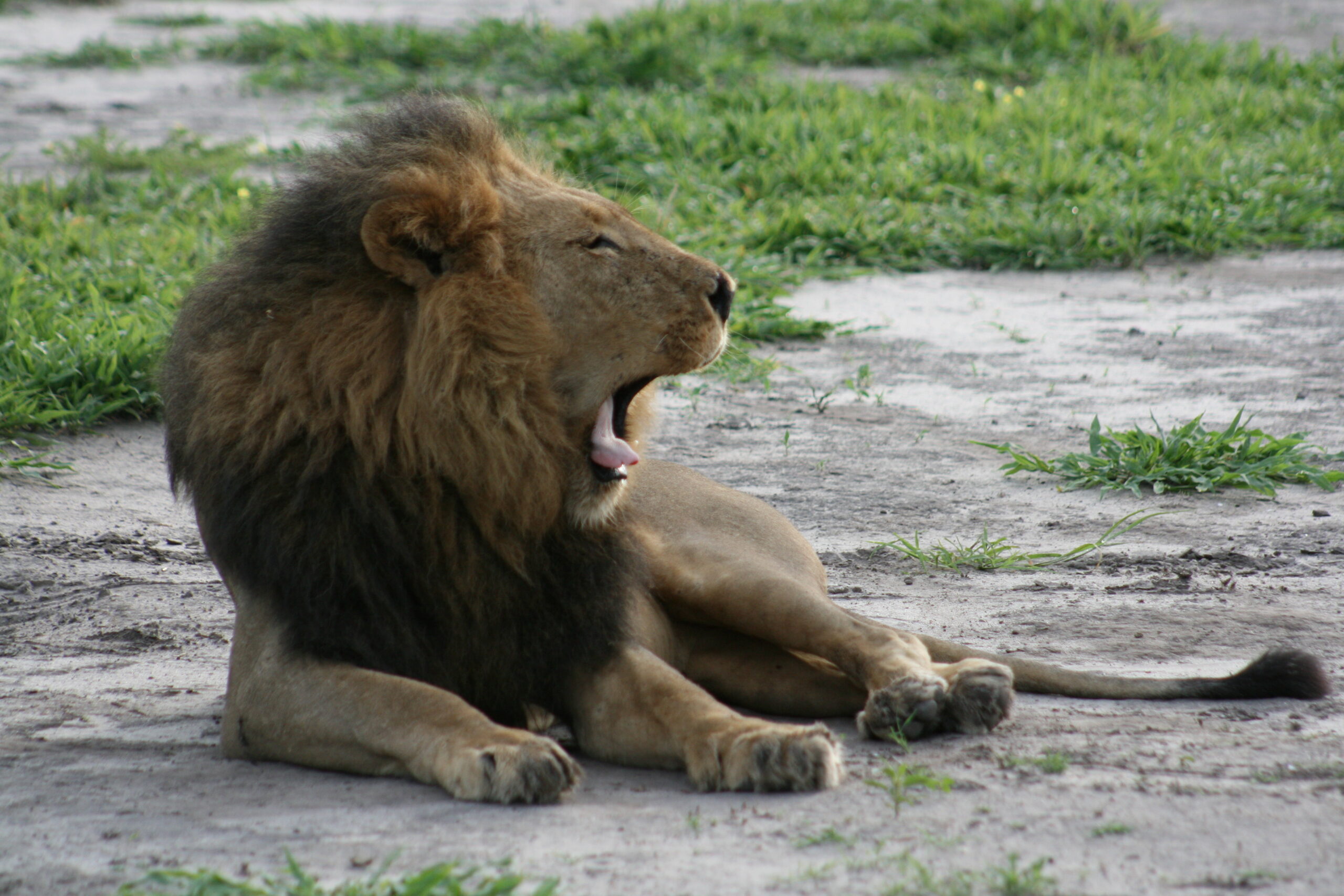 A lion yawns in northern Botswana