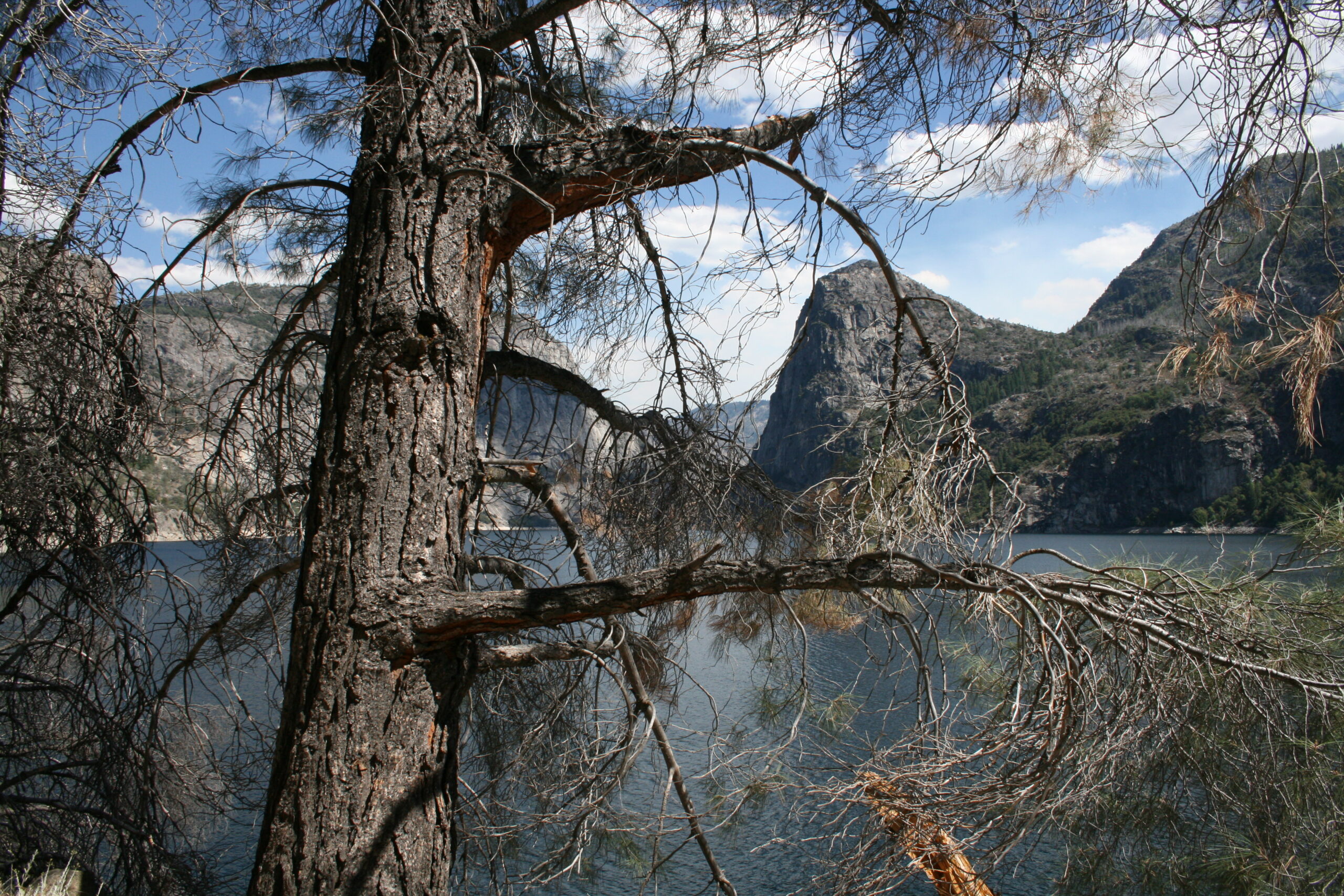 Hetch Hetchy reservoir view with tree