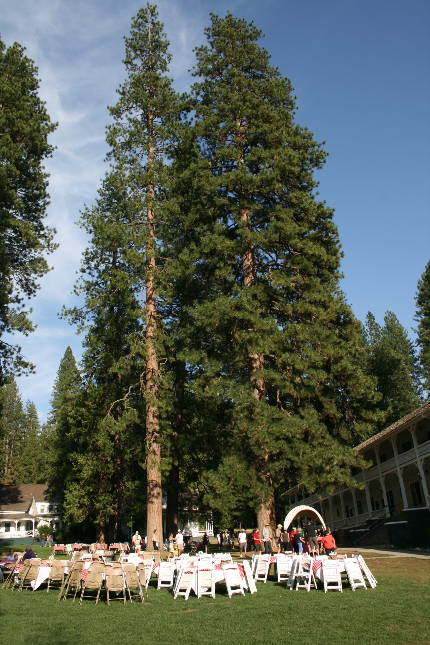 Chairs and tables sit below Sequoia trees for the Wawona Hotel Lawn Barbecue in Yosemite National Park.