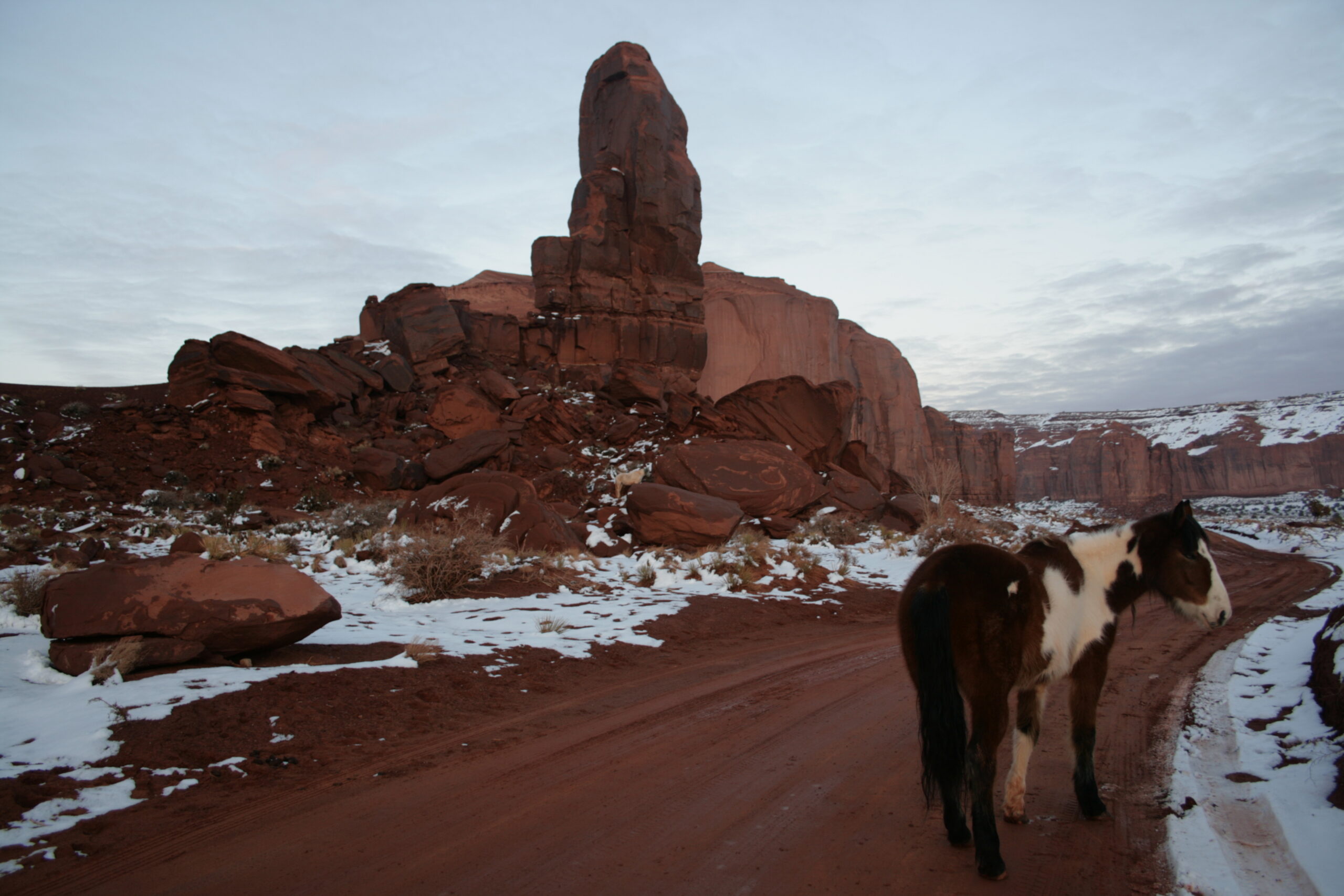 A horse appears in the middle of the road in Monument Valley near the Thumb on Camel Butte.