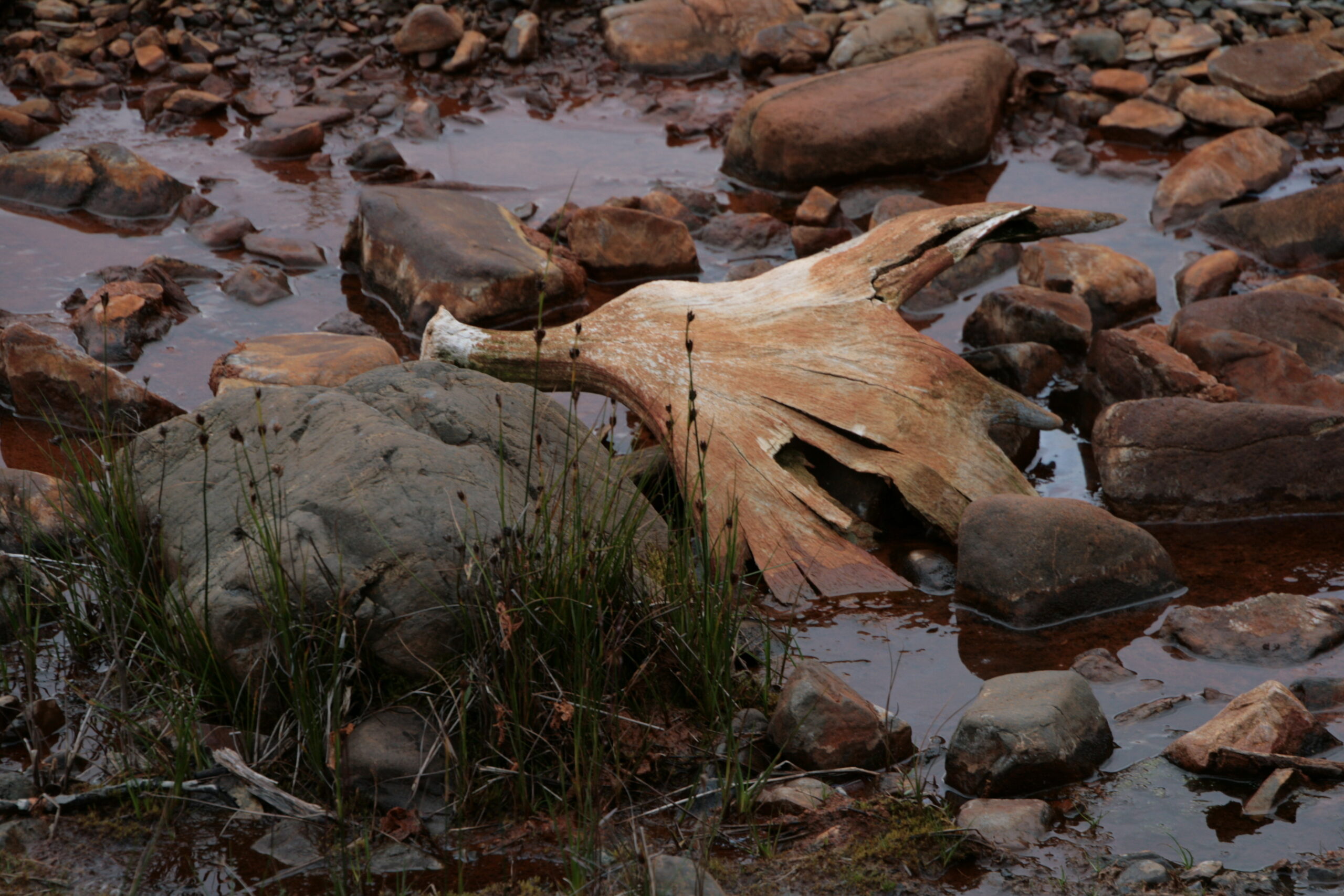 Shed moose antlers sit in muddy water near Windy Creek.