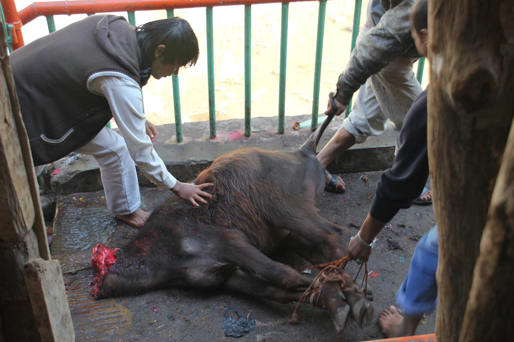 A family drags a beheaded bull from Kali's temple to be butchered and roasted.
