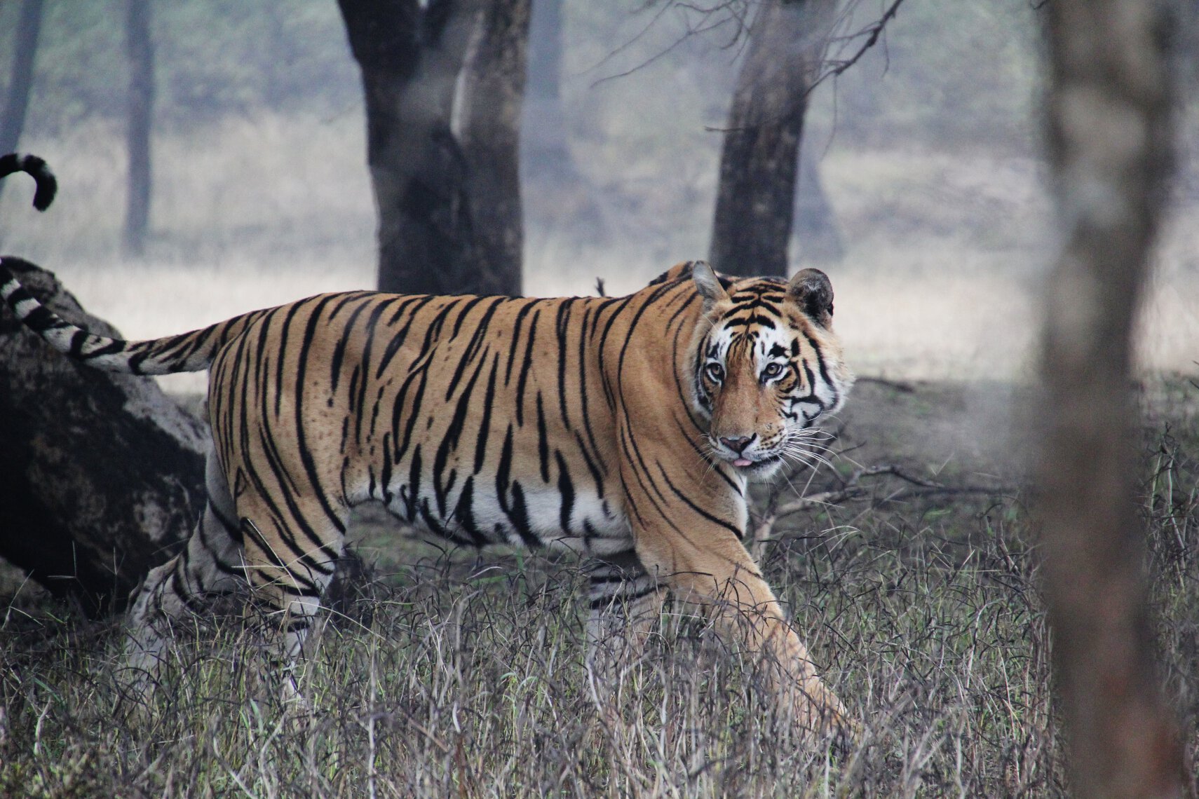 Tiger T17 saunters through Ranthambore National Park, India.