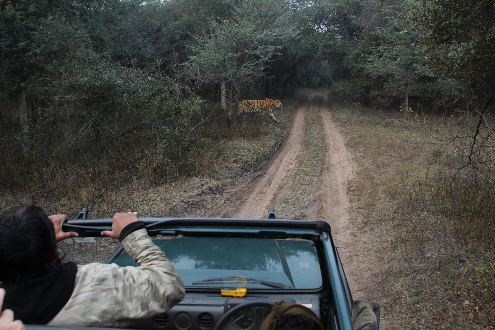 Tiger T17 crosses a road in front of a Gypsy in Ranthambore, India.
