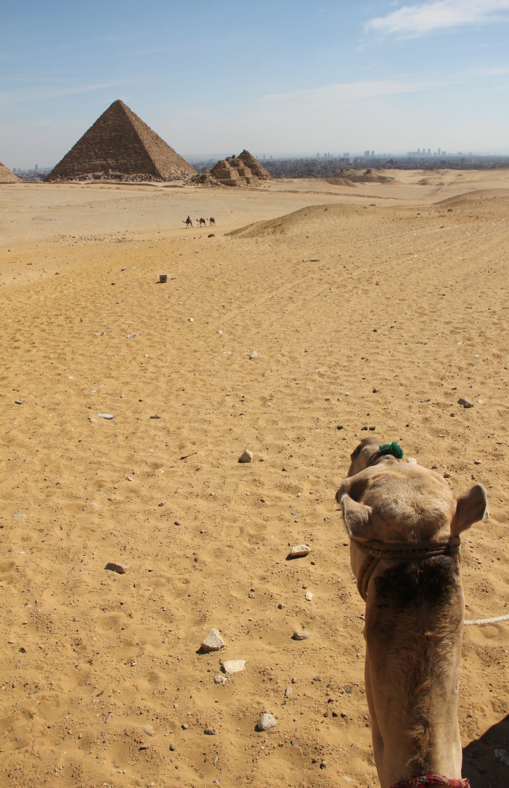 A camel walks toward the Pyramid of Mycerinus and the Queen's Pyramids outside Cairo.