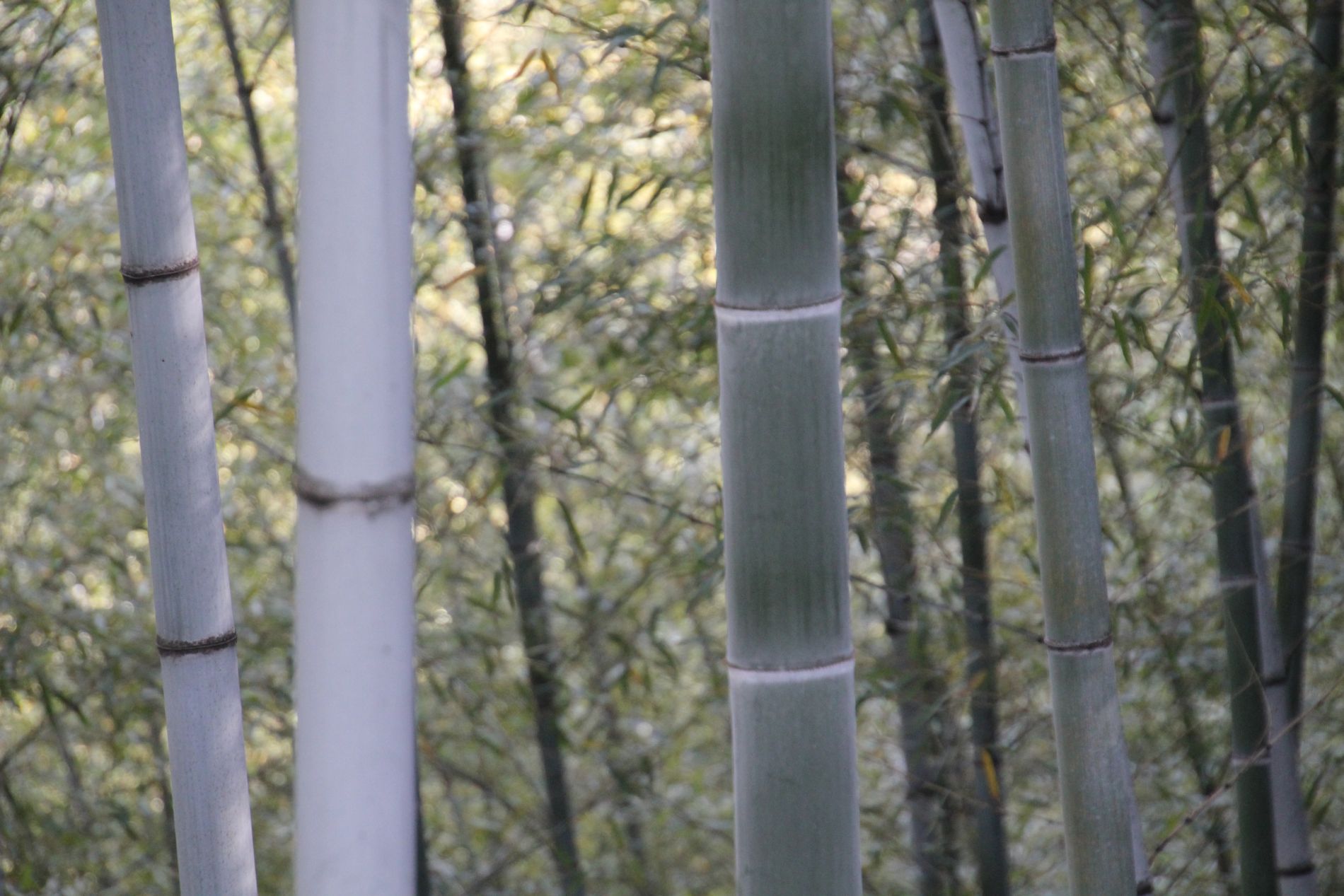 Green trees abound in the Mukeng bamboo forest.