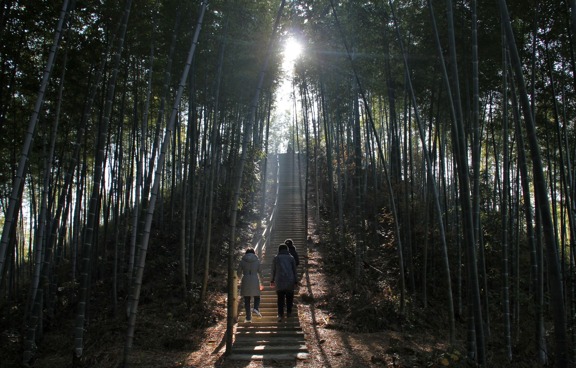 Chinese tourists hike through the Mukeng bamboo forest.
