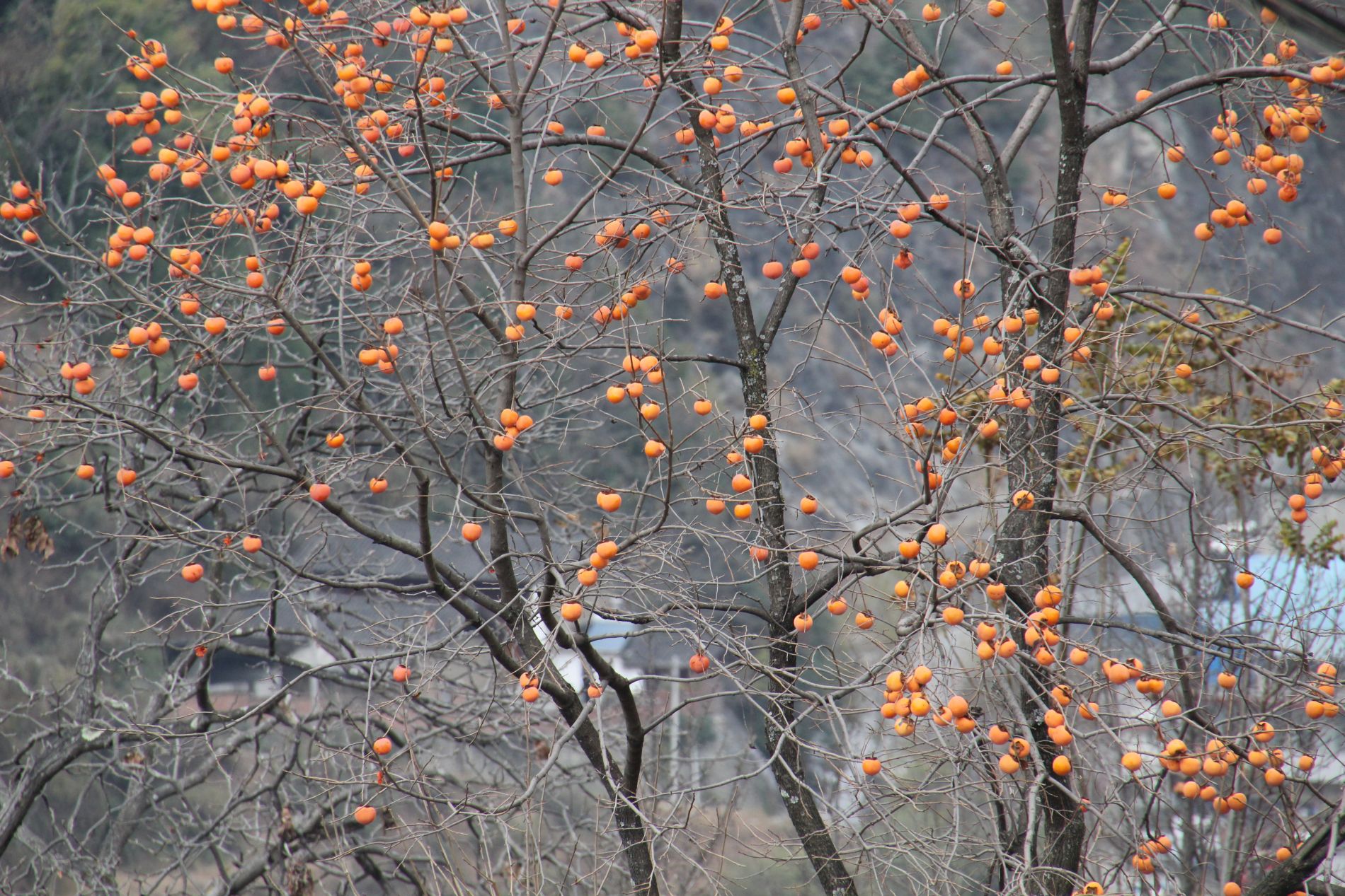 A kumquat tree in China's Tiger Leaping Gorge