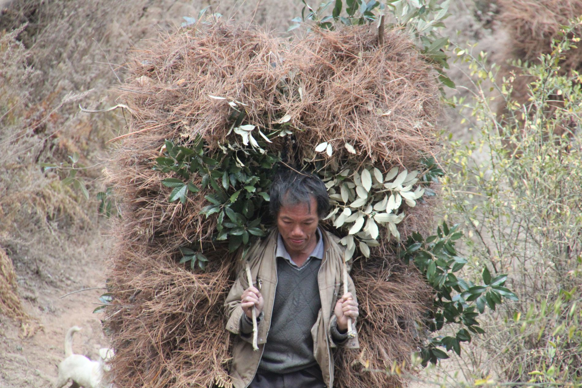 A man carries hay in in China's Tiger Leaping Gorge.