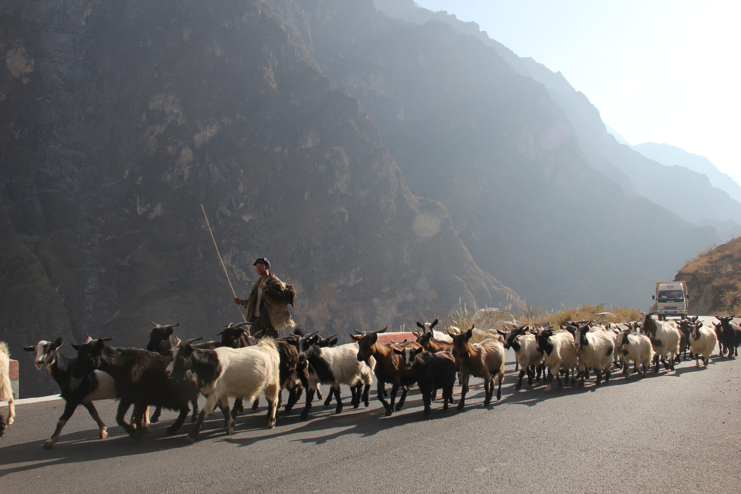 A farmer herds goats on a newly-paved road in China's Tiger Leaping Gorge.