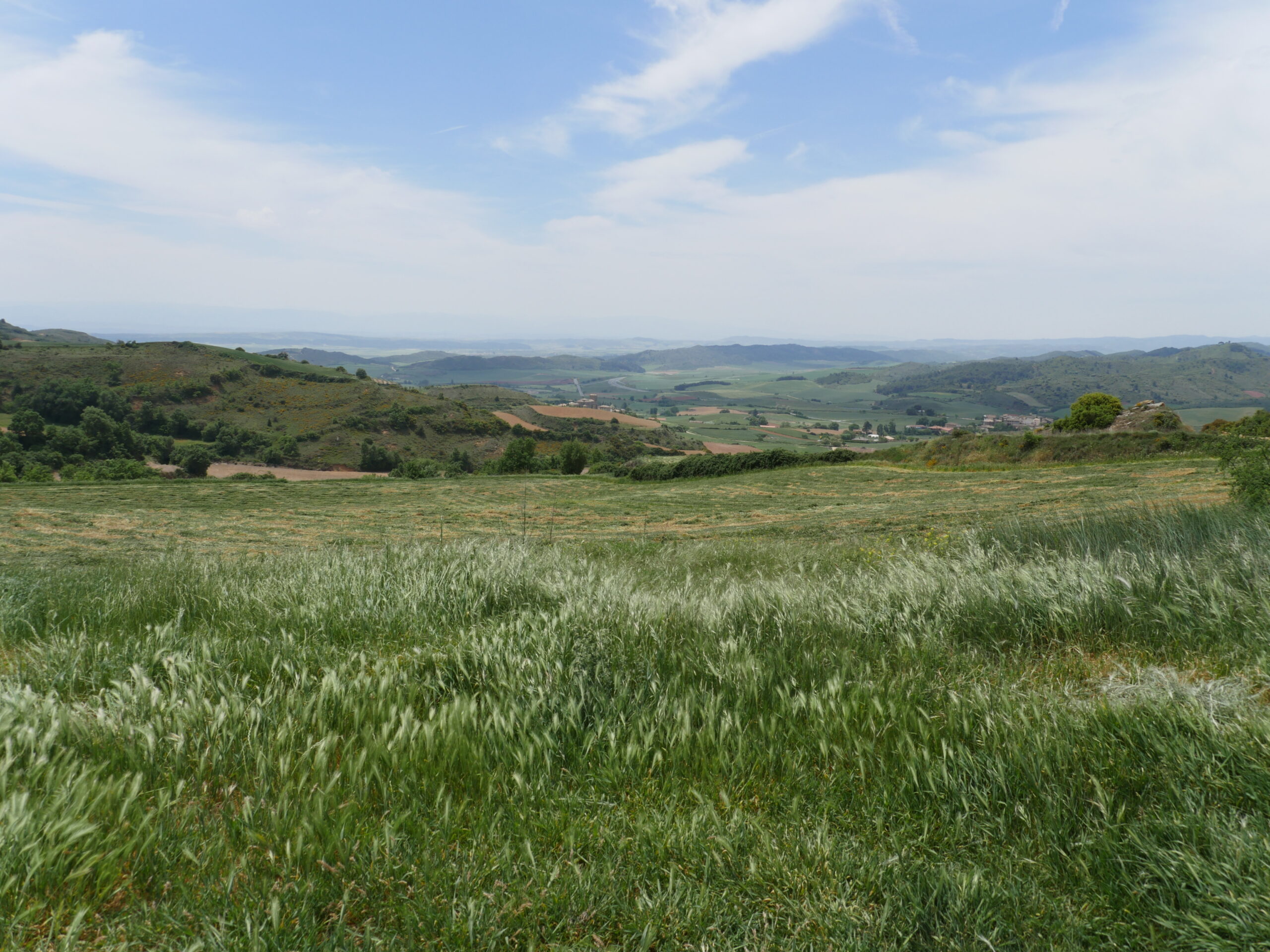 An ocean of barley surrounds the Camino de Santiago near Viana, Spain.