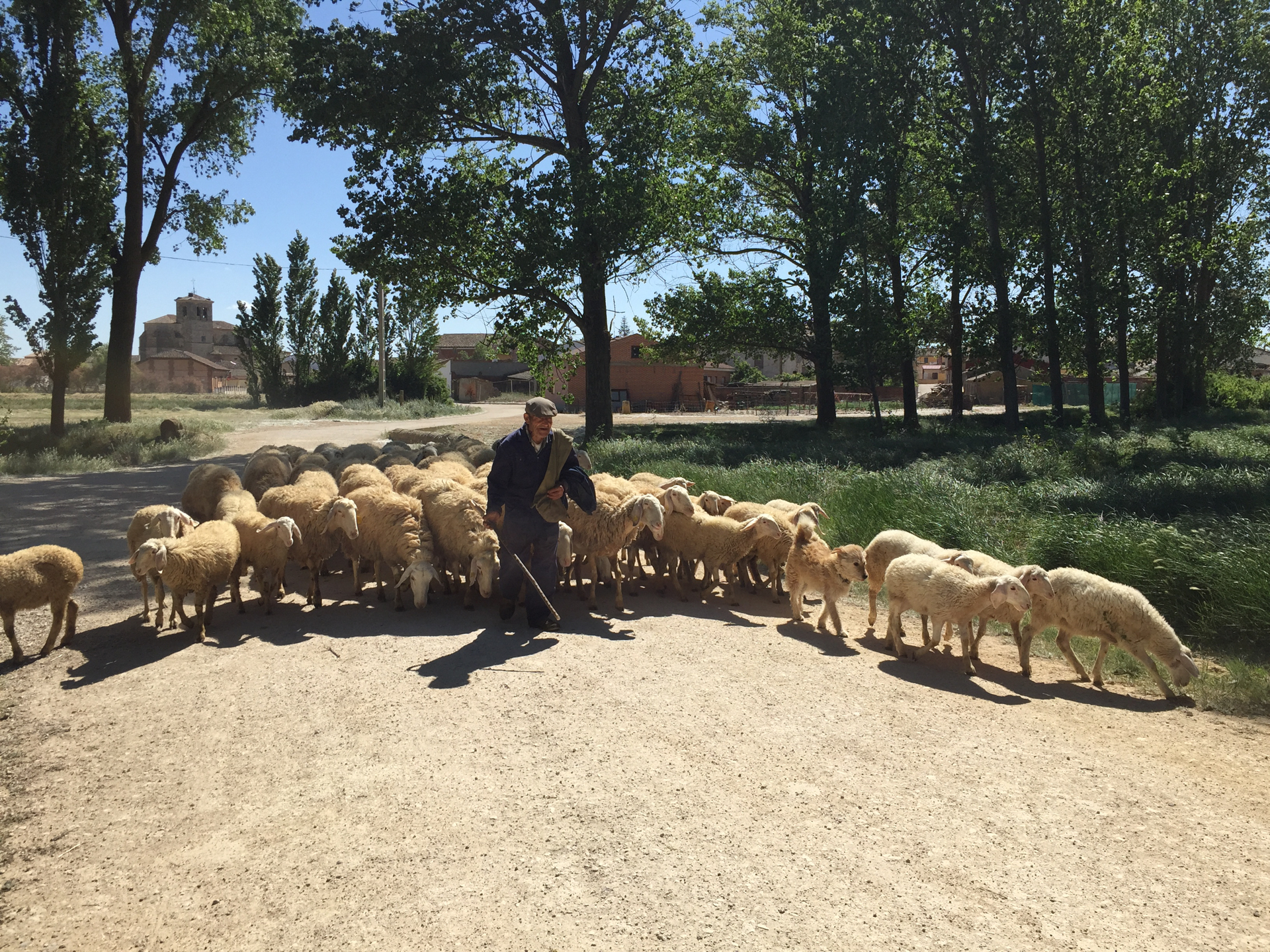A shepherd guides sheep down a road near Boadilla del Camino, Spain.