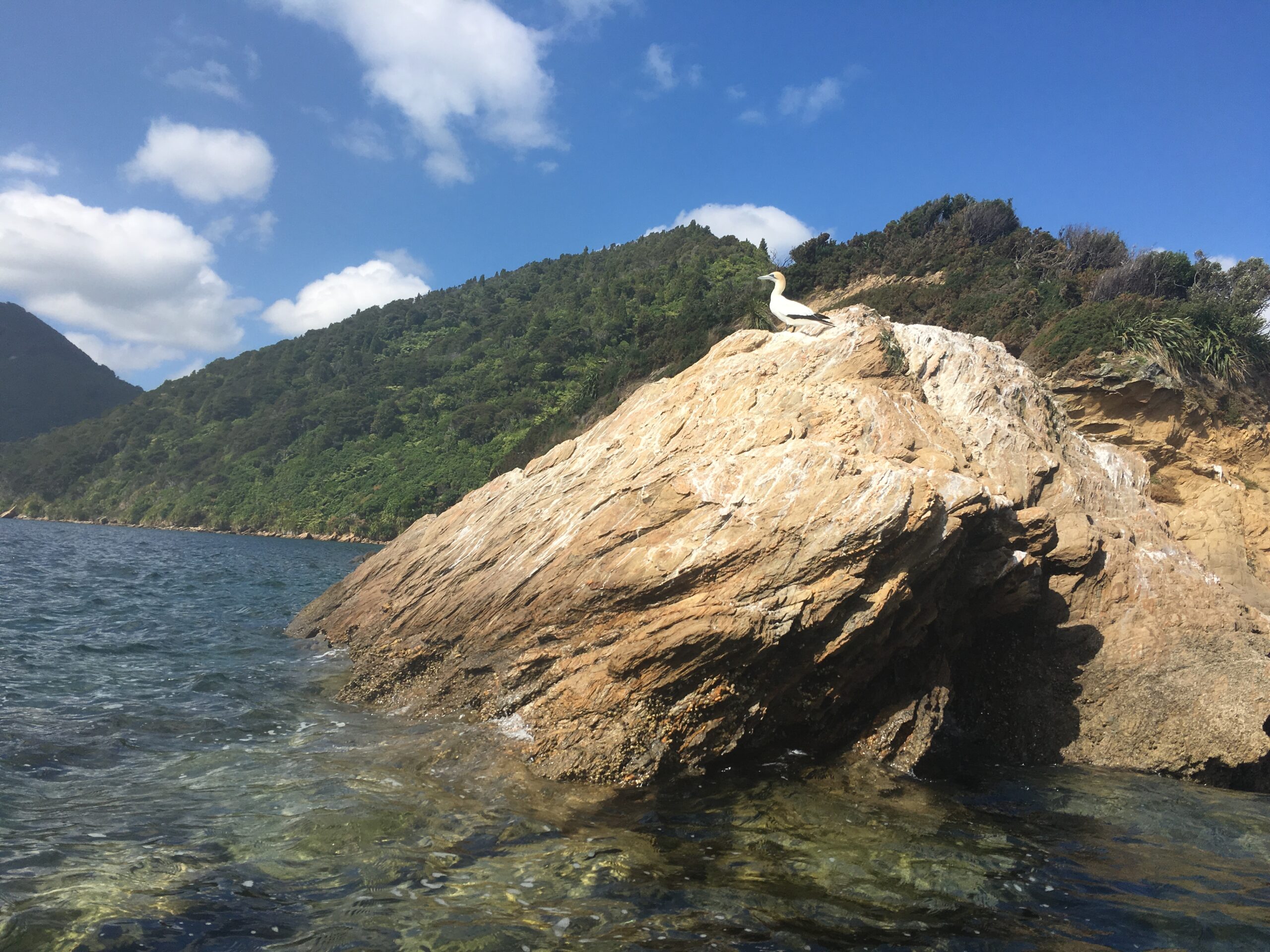 A spotted shag (bird) sits on a rock in Queen Charlotte Sound, New Zealand.
